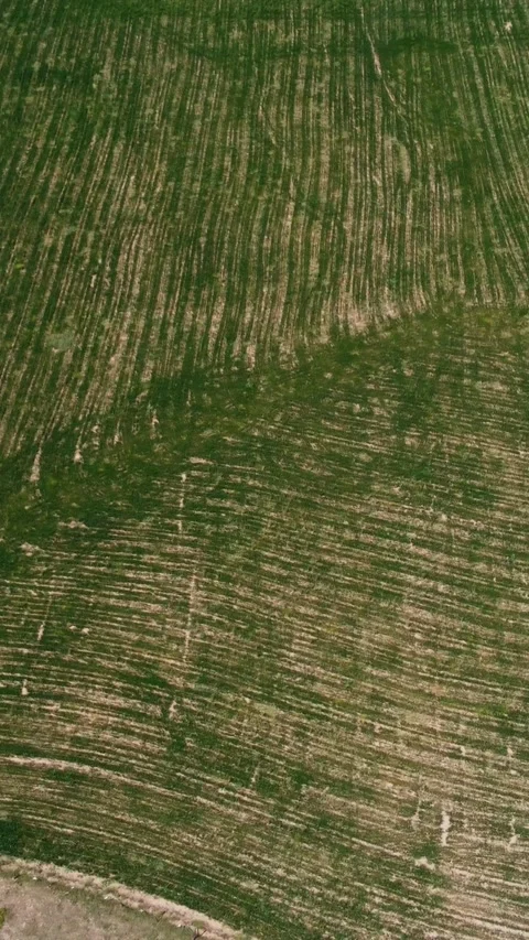 Top down view of geometric green crop rows and yellow farm fields in Kazakhstan Видео 338128659