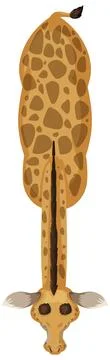 Top-Down View of a Giraffe Stock Illustration