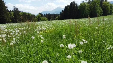 Top down view on gorges and lush alpine fields with grass plants 動画素材 194451561