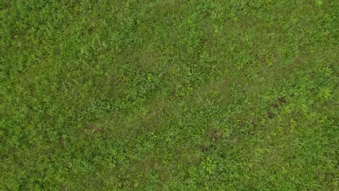 Top-down view of grass and flowers in a field after rain on a cloudy summer day Видео 159581077