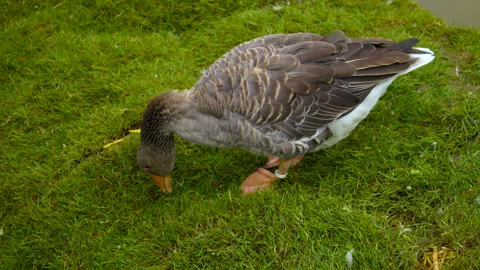 Top down view of a gray goose with orange beaks standing on grassy ground Stock Footage 318619904
