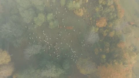 Top-down view of grazing sheep. Flying up through the fog overlooking the flock Stock Footage 146666083