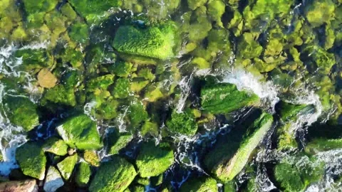 Top Down View of Green Algae and Clear Water Moving Over Coastal Rocks Stock Footage 332478785