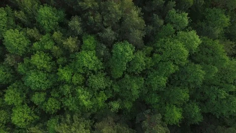 Top down view of green coniferous dense forest treetops motion background aerial Stock Footage 120009289