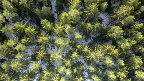 Top down view on green fir tree forest during winter Stock Footage 147322378