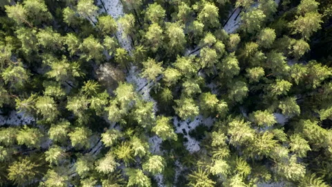 Top down view on green fir tree forest during winter 2 Stock Footage 147324867