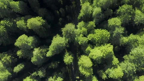 Top down view of green forest, scenic woodland aerial shot over pine redwoods 스톡 동영상 166879315