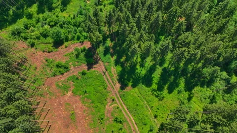 Top-down view of a green forest with a worn patch Stock Footage 315745983