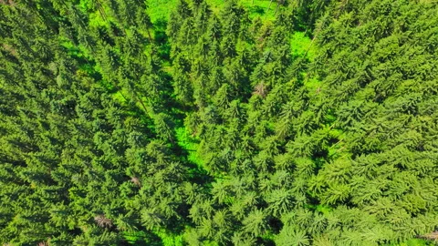 Top-down view of a green forest Stock Footage 315749271