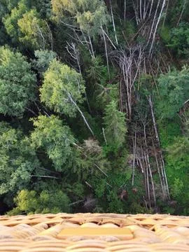 Top-down view of a green forest and wind-blown trees and needles Stock Photos