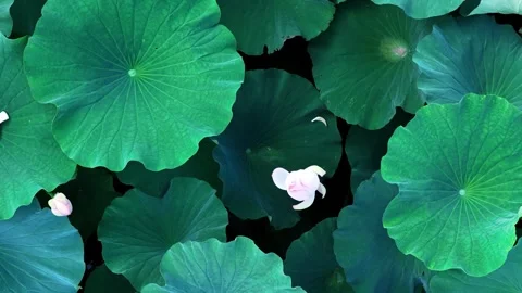 Top Down View of Green Lotus Leaves and Blooming Pink Flowers in Pond Stock Footage 342242833