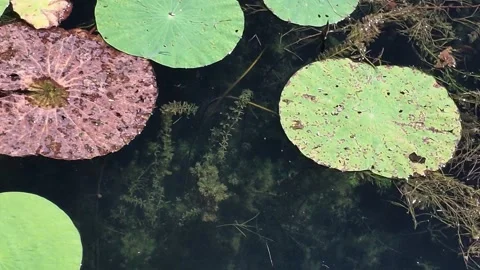 Top Down View of Green Lotus Pads Floating on Clear Lake Stock Footage 345470736