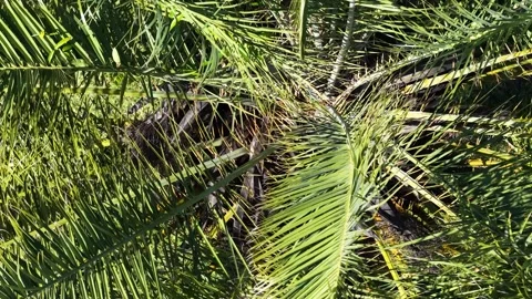 Top Down View of Green Palm Tree Fronds in Sunlight Stock Footage 338321358