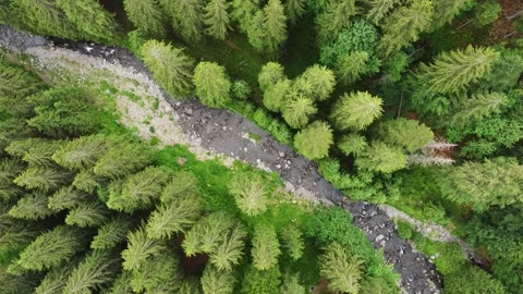 Top down view of green pine forest and wild river with rapids on a sunny day Stock Footage 210225844