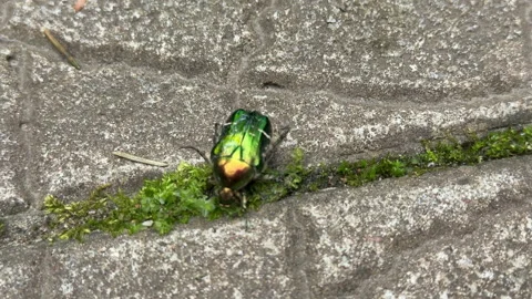 Top-down view of a green rose chafer beetle (Cetonia aurata), also known as the  Stock Footage 311479964