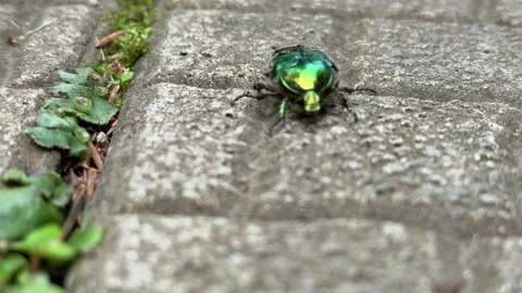 Top-down view of a green rose chafer beetle (Cetonia aurata), also known as the  Stock Footage 311480055