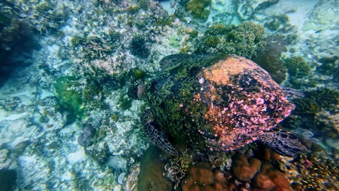 Top Down View of Green Sea Turtle Over Coral Reef Stock-Footage 331061994