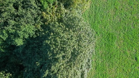 Top Down View Of Green Trees And Field In Summer - drone shot Stock Footage 255388144