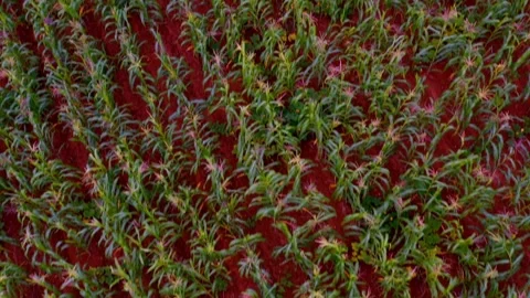 Top Down View Of Green Vegetation Growing Across Distinctive Red Soil Natural Stock Footage 337092349