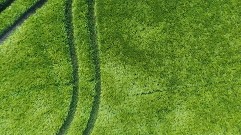Top down view of green wheats field in summer waving in wind Video stock 318643612