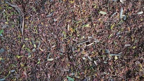 Top Down View of Ground Completely Covered With Small Fallen Leaves Stock Photos
