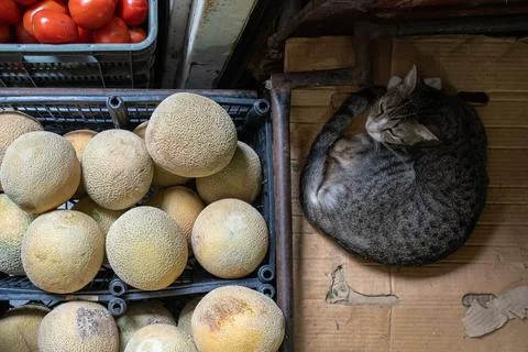Top down view of a group of melons and a cat laying on cardboard at the marke 写真素材