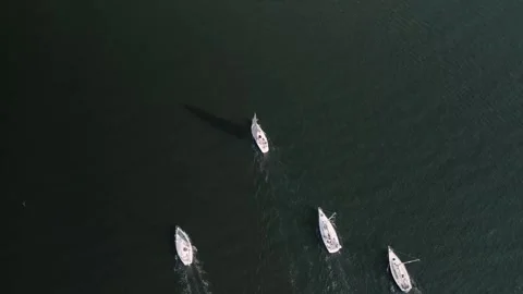 Top down view of a group of sailboats sailing from the bay into the ocean Video stock 249224806