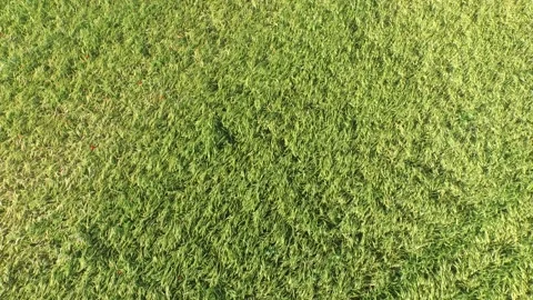 Top down view of a growing greenish wheat field Stock Footage 132996976