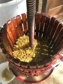 A top down view of a half filled old fashioned wooden barrel shaped grape press Foto stock