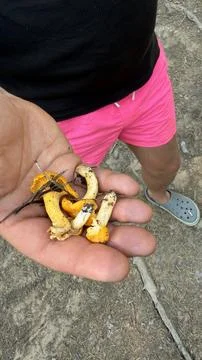 Top-down view of a hand holding freshly picked raw chanterelle mushrooms. The Stock Photos