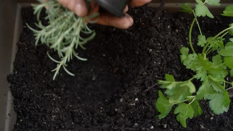 Top down view of hands planting a sapling into a small garden Video stock 125120978