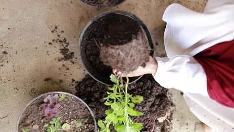 Top down view of hands transplanting a green sapling with roots into a pot. Stock Footage 346013563
