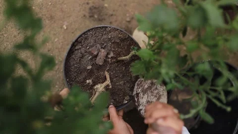 Top down view of hands using a metal trowel to dig organic soil in a plant pot. Stock Footage 346013518