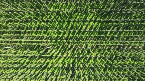 Top-Down View of Hops Plantations in Žalec, Slovenia Stock Footage 282671846