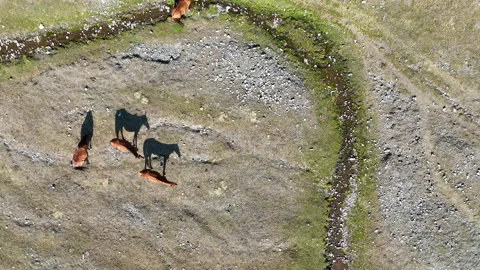 Top-down view of a horse casting a long shadow on the ground. Stock Footage 321296099
