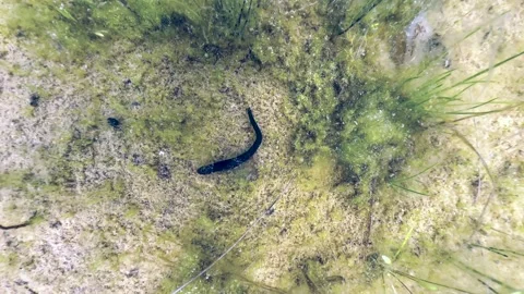 Top-down view of a Horse leech (Haemopis sanguisuga) at the bottom of a shallow Stock Footage 315102438