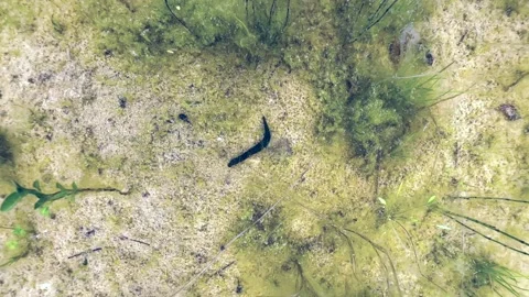 Top-down view of a Horse leech (Haemopis sanguisuga) at the bottom of a shallow Stock Footage 315102838