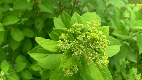 Top Down View of Hydrangea Paniculata Siebold Phantom Flower Buds Stock Footage 112462800