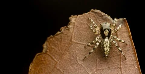 Top-Down View of a Jumping Spider (Salticidae) Stock Photos