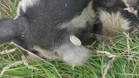 Top Down View of Kune Kune Pig Foraging Close up Vídeo Stock 224337307