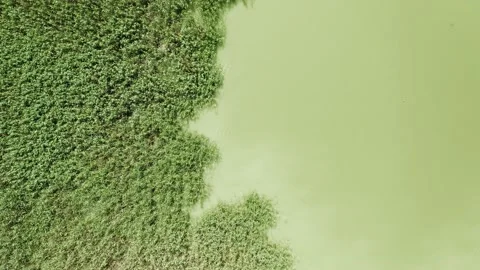 Top down view of lake and plants. Stock Footage 133378143