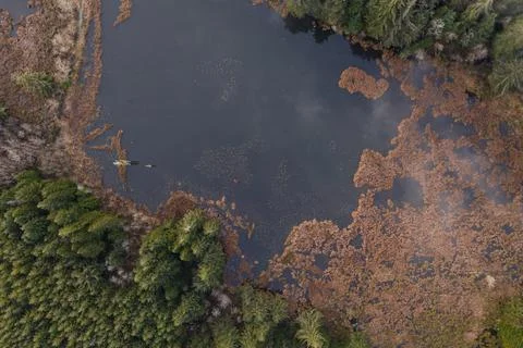 Top down view of lake and pine trees Stock Photos