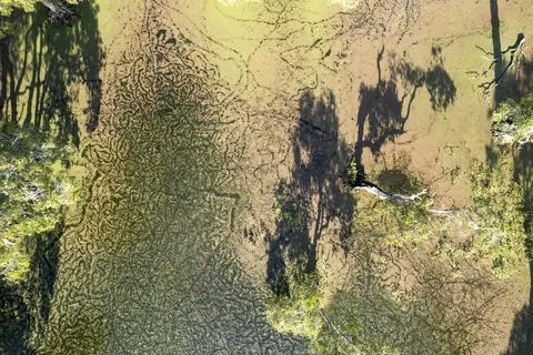 Top Down View Of Lake Covered With Algae Stock Photos