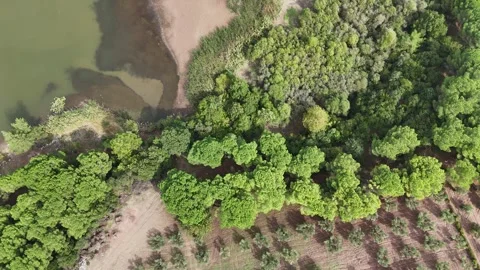Top down view of lake shore and marsh area. Video stock 289578719