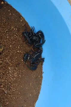 Top-down view of a large black scorpion resting quietly on textured sand Stock Photos