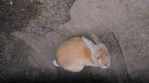 A top-down view of a large, fat brown rabbit that runs away from the frame Stock Footage 170619891