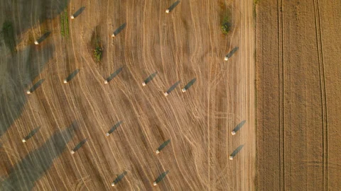Top down view of a large harvested field with evenly spaced hay bales casting Stock Footage 289576592