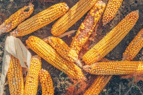 A top down view of a large pile of harvested golden corn cobs with ripe yel.. Stock Photos