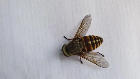 Top-down view of large striped insect resembling horsefly or bee, featuring Stock-Footage 341657863