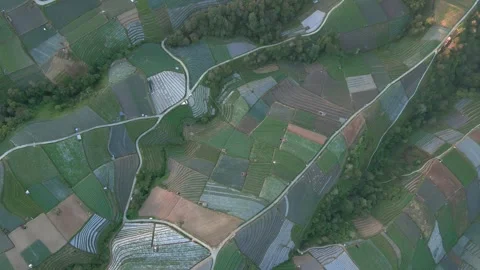 Top down view of large vegetable plantation. View pattern of vegetable Stock Footage 251629811